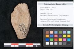 Foto (Objekt + Etikett) von Sequoia hardtii Endl. (NHMW-GEO-2024-0188-8240)